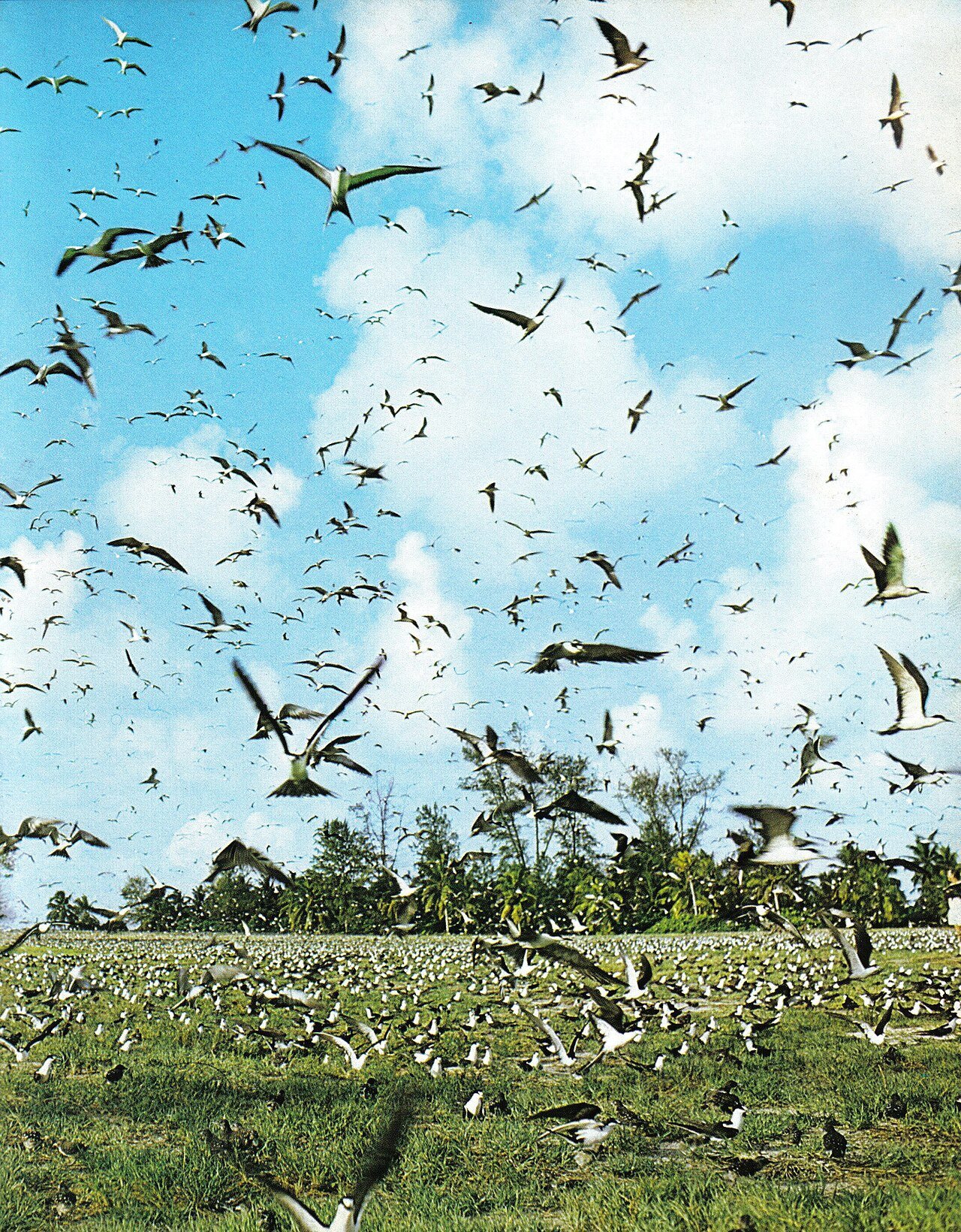 Tuhansia merilintuja lennossa Bird Islandin puiden yllä.
