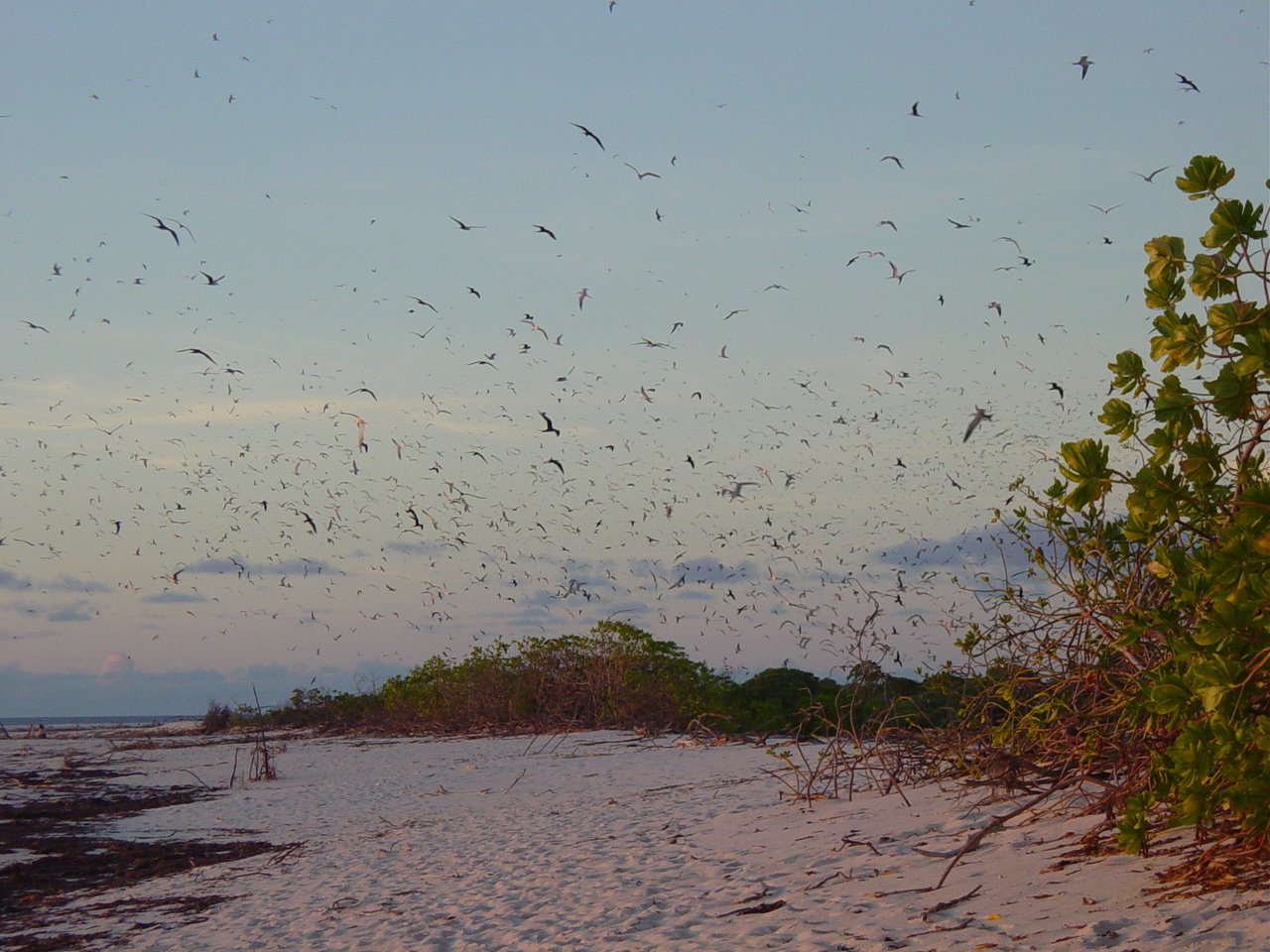 Bird Island, kuva 3