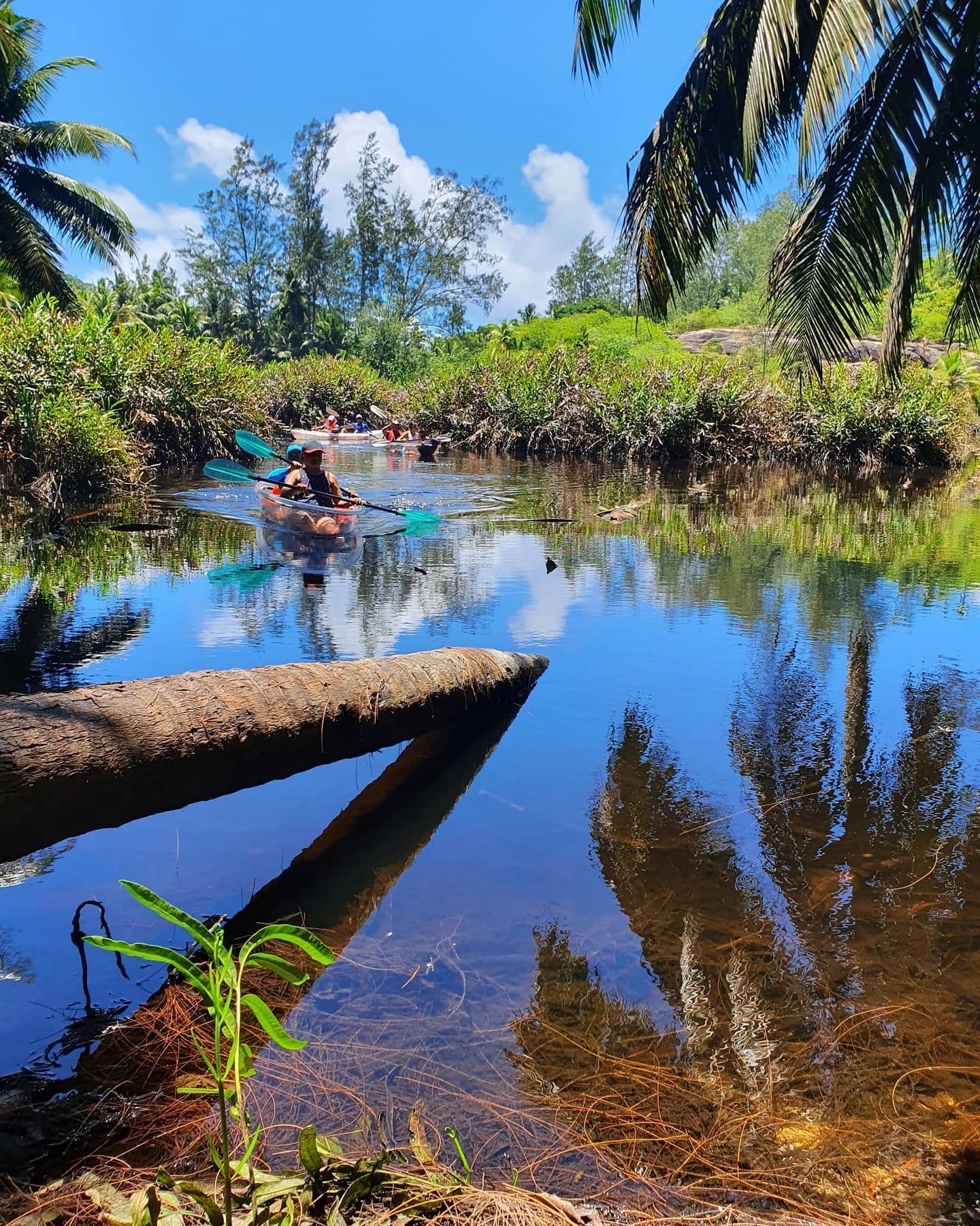 Melojat liukuvat kaatuneen palmun ohi tyynessä mangroveväylässä