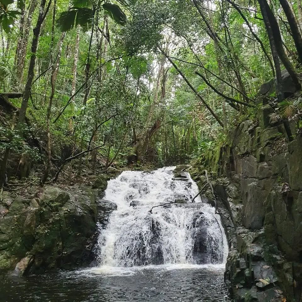 Viidakkoputous Grand Policen kosteikon lähellä, Mahén etelärannikko, Seychellit