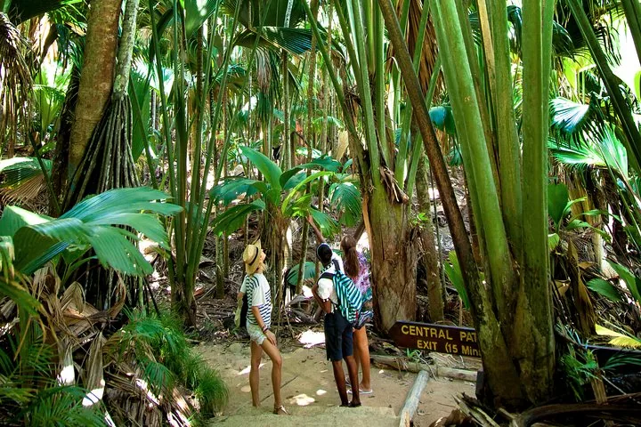 Vallée de Mai, kävely coco de mer -metsässä, kuva 3