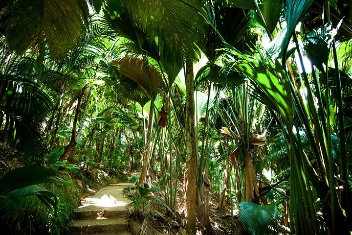 Vallée de Mai, kävely coco de mer -metsässä, kuva 4
