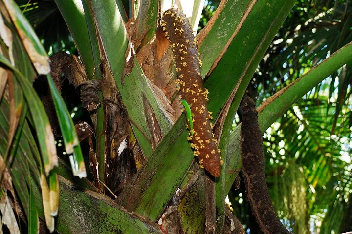 Vallée de Mai, kävely coco de mer -metsässä, kuva 5